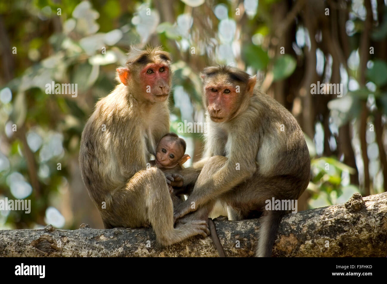 Famille de singes rhésus macaques (Bonnet) sont trouvés près de grottes d'Elephanta ; Bombay Mumbai Maharashtra ; Inde ; Asie ; Banque D'Images