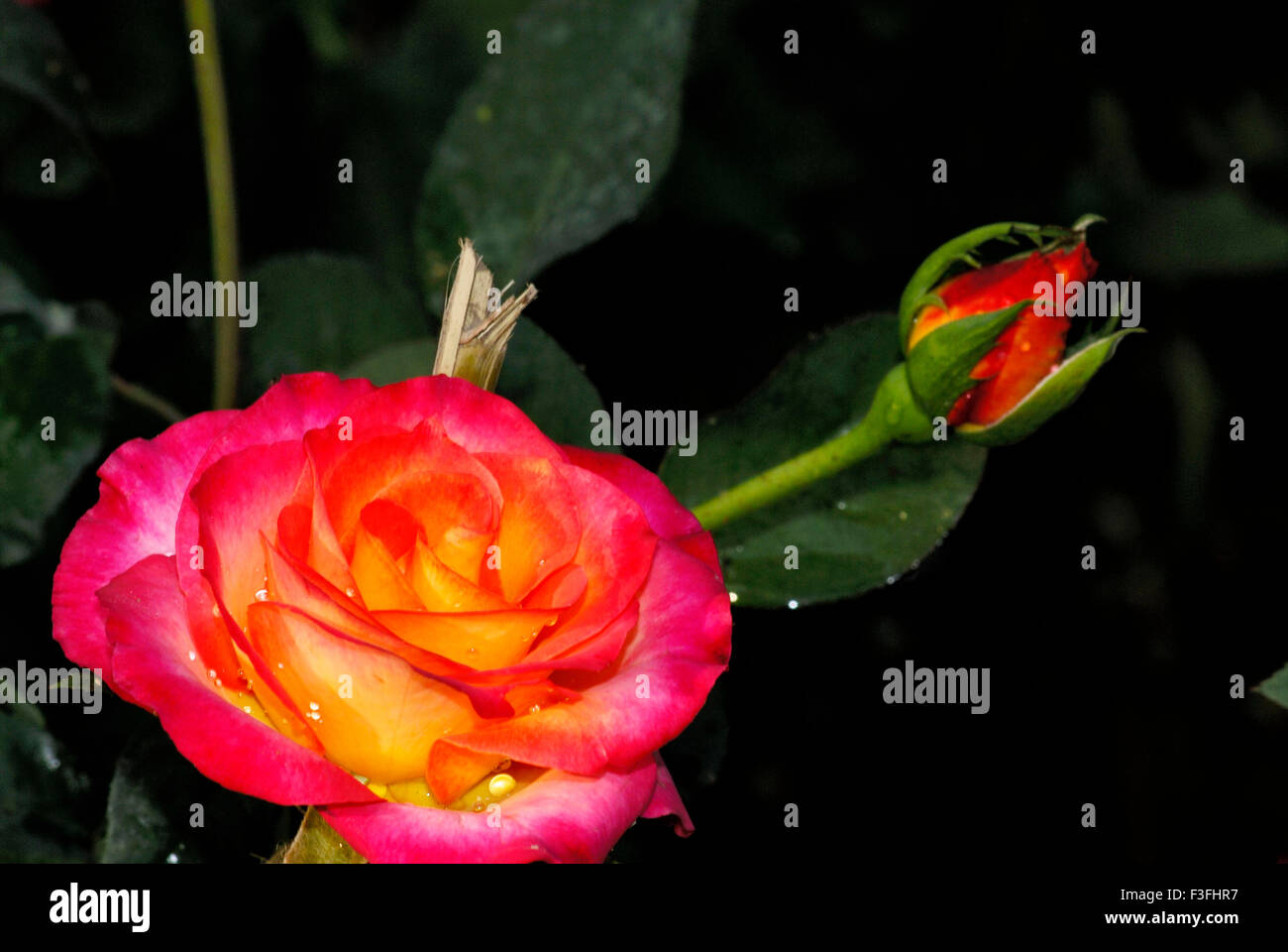 Fleur rose ; spectacle floral ; Calcutta ; Kolkata ; Bengale-Occidental ; Inde ; Asie Banque D'Images
