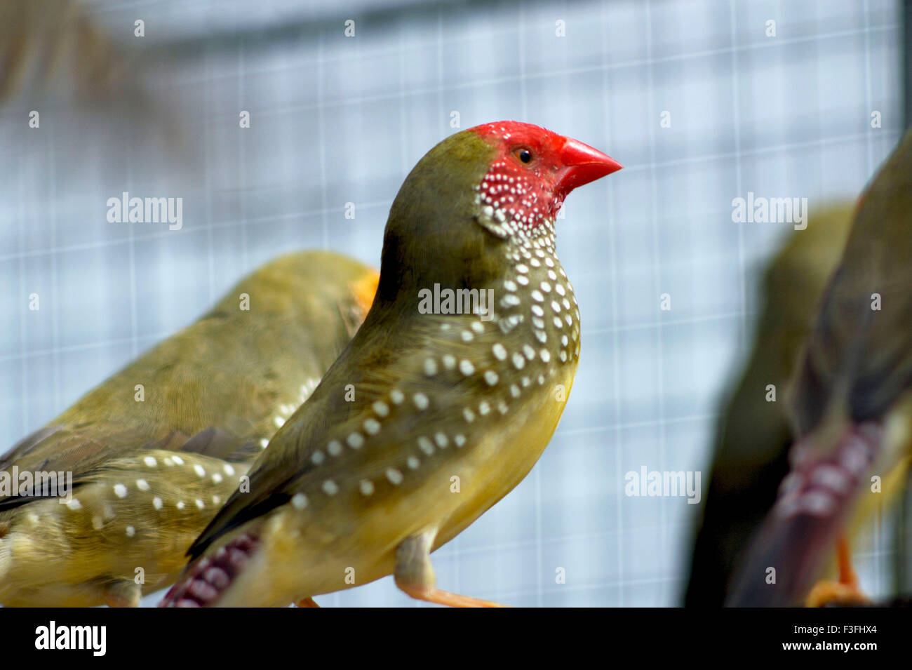 Star finch ; Poephila Ruficauda ; Neochmia ruficauda ; Bathilda ruficauda ; marché aux oiseaux ; Galiff Street ; Calcutta ; Kolkata ; Bengale-Occidental ; Inde ; Asie Banque D'Images