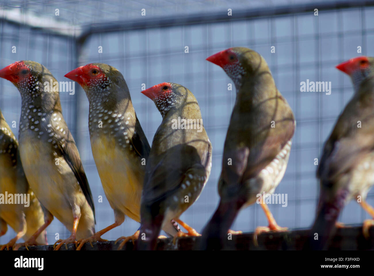 Star finch ; Poephila Ruficauda ; Neochmia ruficauda ; Bathilda ruficauda ; marché aux oiseaux ; Galiff Street ; Calcutta ; Kolkata ; Bengale-Occidental ; Inde ; Asie Banque D'Images