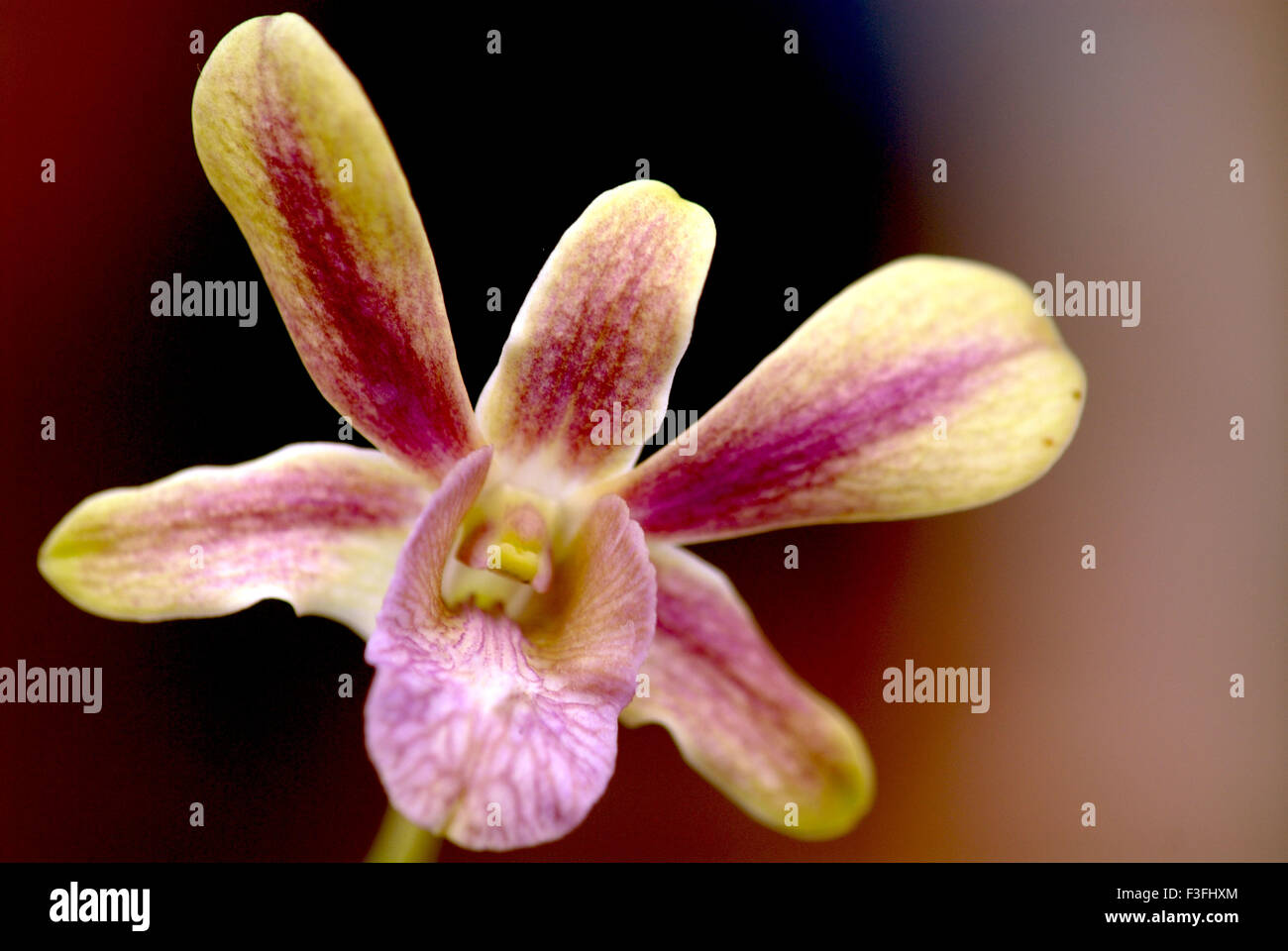 Cymbidium blanceae ; orchidée Cymbidium ; orchidée de bateau ; spectacle de fleurs ; Calcutta ; Kolkata ; Bengale-Occidental ; Inde ; Asie Banque D'Images