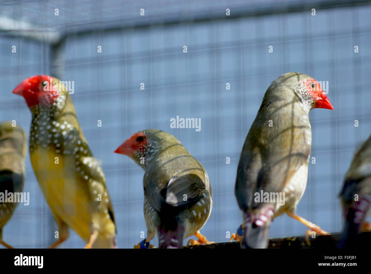 Variété ; oiseaux ; Star Finch spécimen (Poephila Ruficauda) Banque D'Images