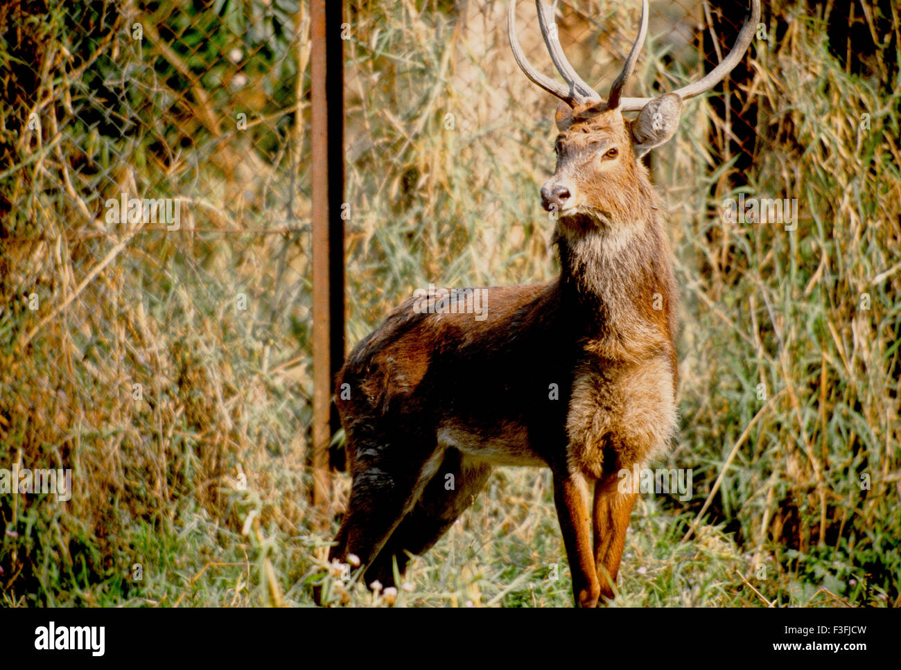 Manipur Wild Life ; un proche disparu Dancing deer au zoo de Manipur en Inde ; Banque D'Images