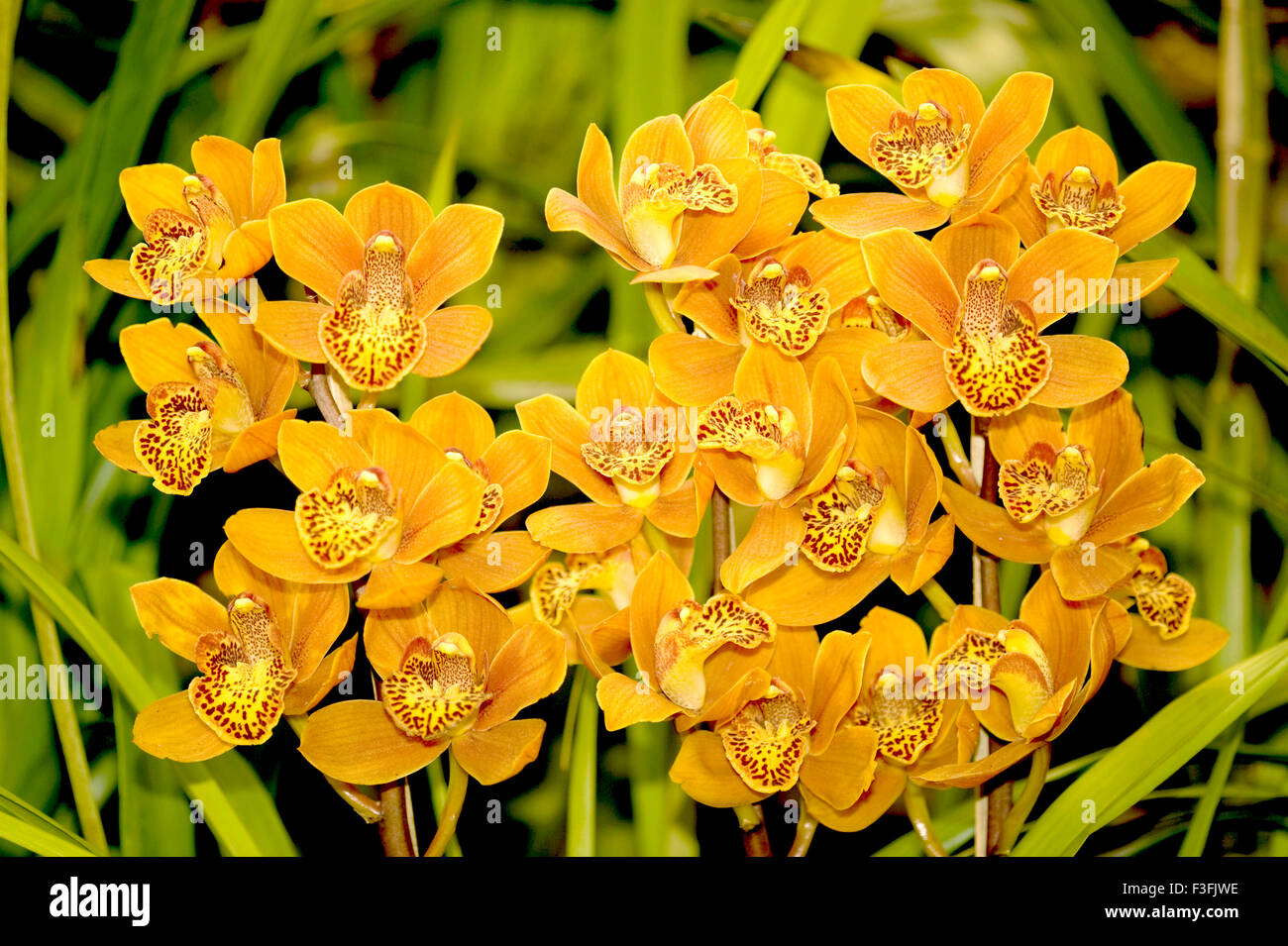 Fleur d'orchidée orange ; spectacle de fleurs ; Calcutta ; Kolkata ; Bengale occidental ; Inde ; Asie Banque D'Images