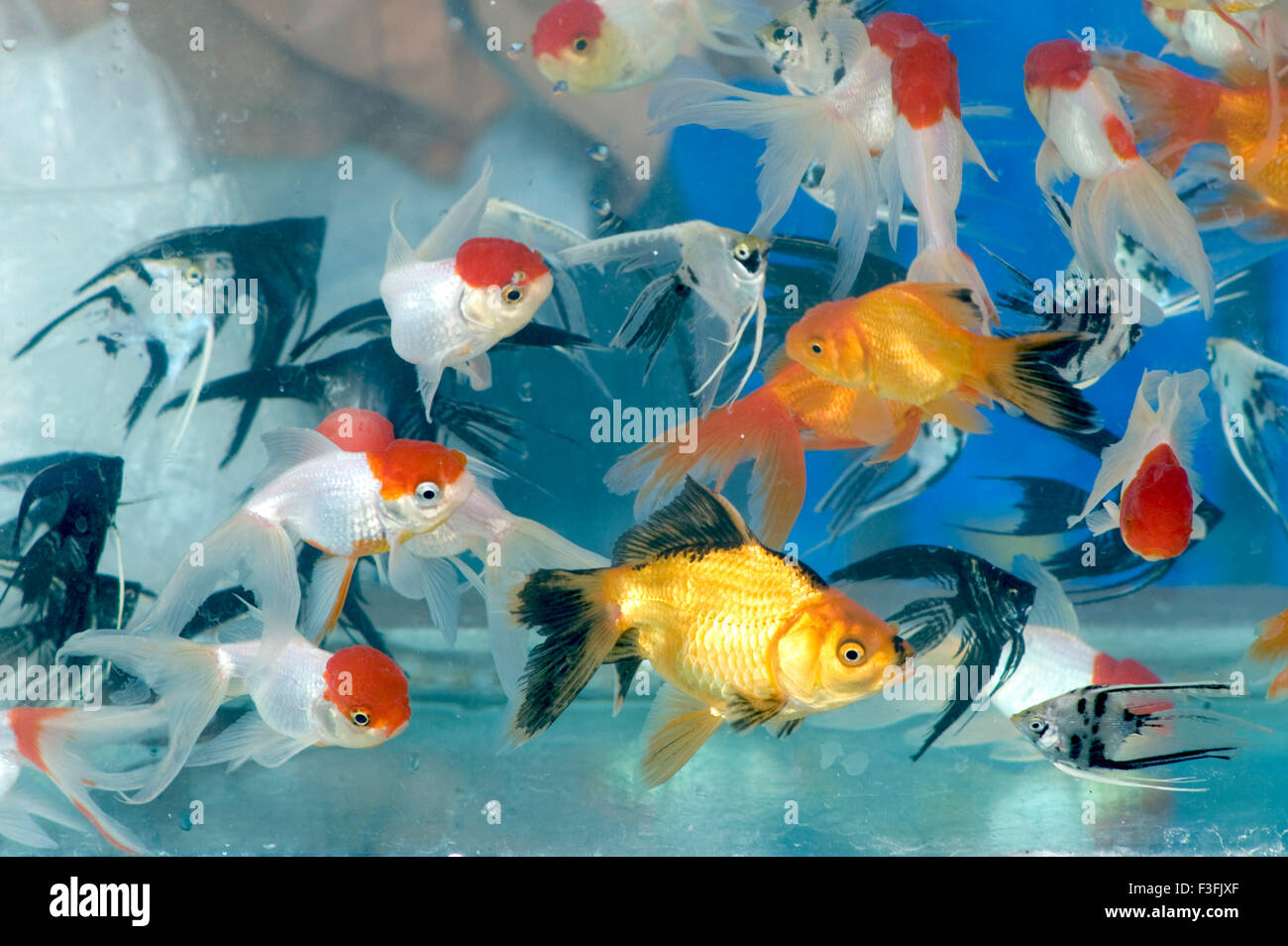 Les poissons d'aquarium ; noir marbré de poisson ange Veiltail ; bonnet rouge et rouge Oranda ; Ruykin ; Inde Banque D'Images