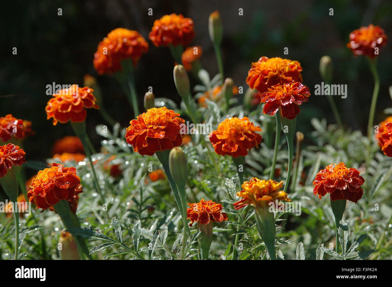 Marigold dans le champ Nom latin Tagetes spp. Banque D'Images
