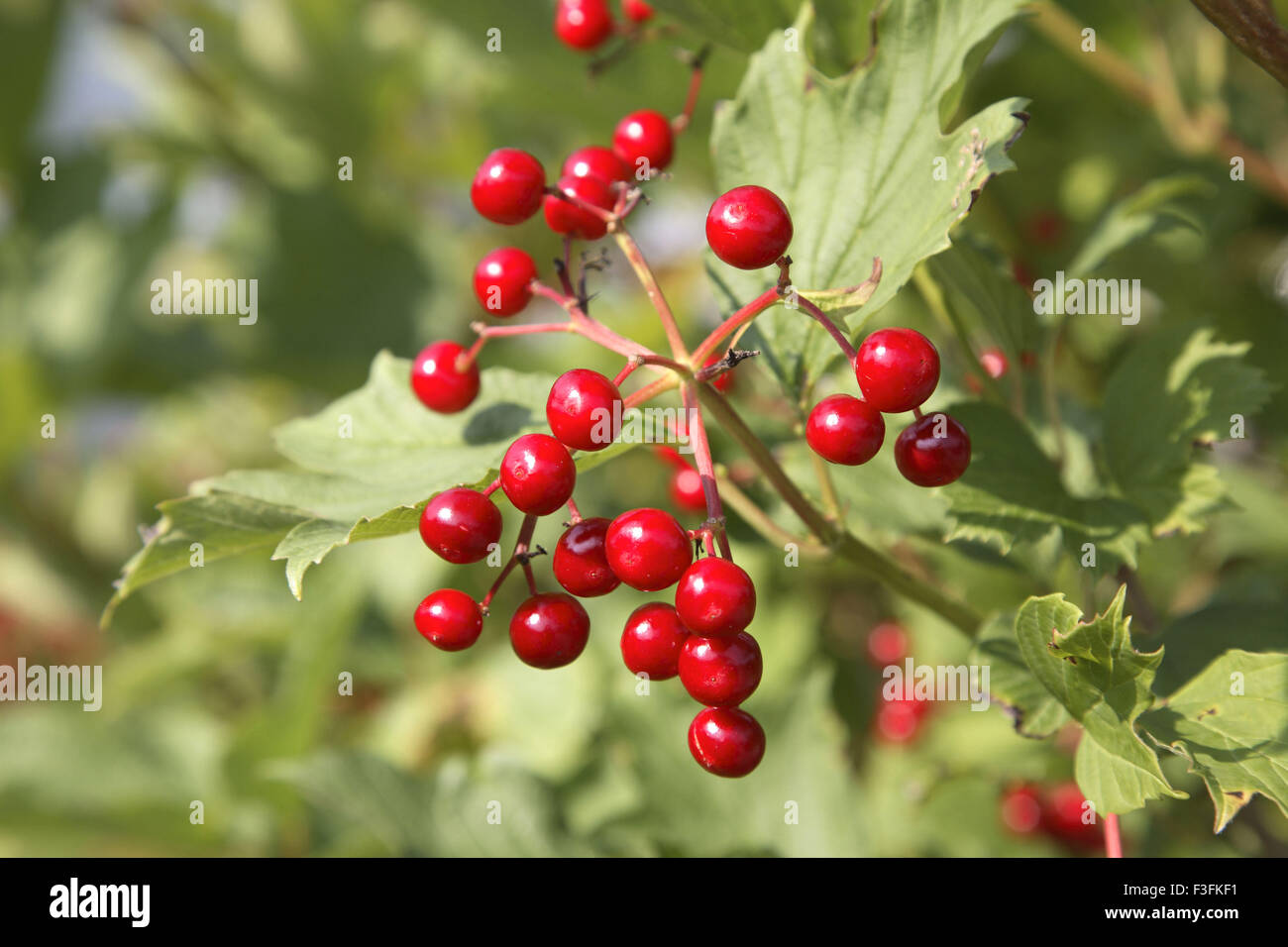 Petits fruits rouge nain Viburnum trilobum Viburnum trilobum bush Cranberry Banque D'Images