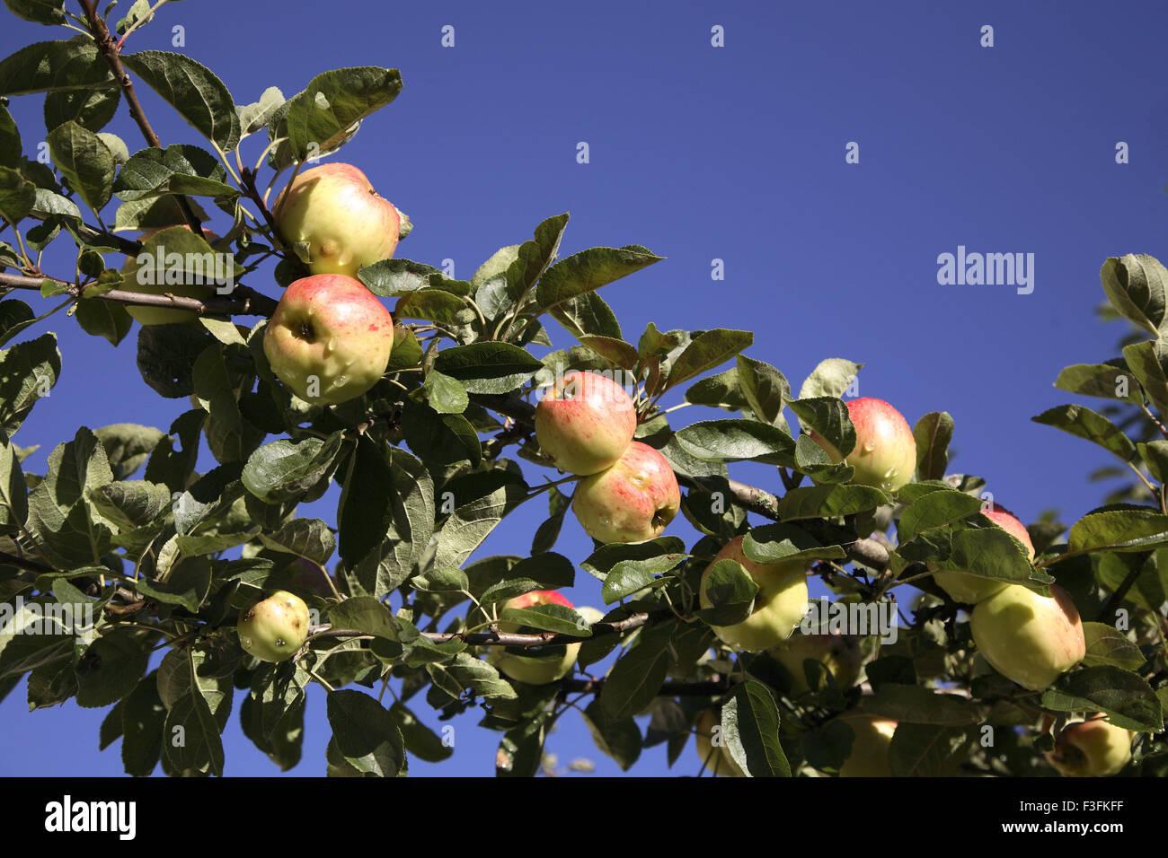 Fruit jaune doré rouge pomme sur l'arbre de direction avec des feuilles vertes Banque D'Images