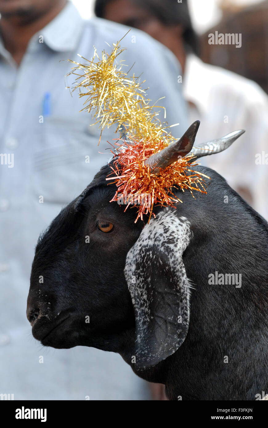 Une chèvre sacrificielle mis en vente pour l'Bakri Idd à Deonar dans Govandi d'abattage ; Bombay maintenant Mumbai Maharashtra ; Inde ; Banque D'Images