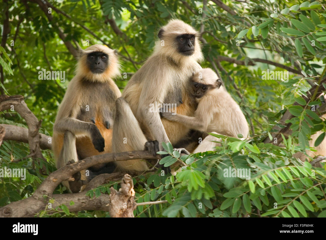 Langur Hanuman, également connu sous le nom de famille ; entelle langur commun animaux singe animaux singe (Semnopithecus) ; Pavagadh Panchmahals Gujarat Banque D'Images