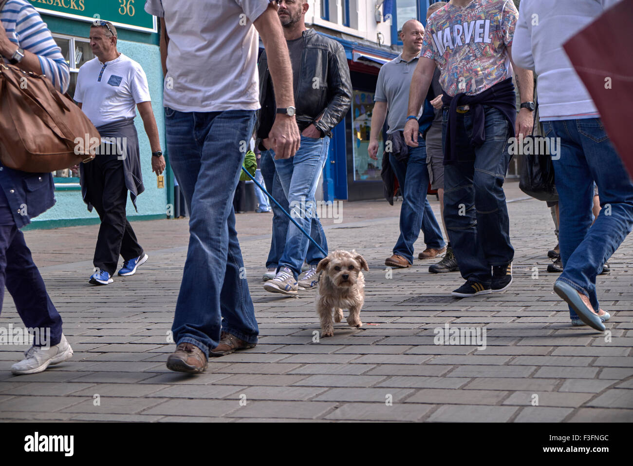 Marcheur de chien. Marcher un petit chien de terrier parmi une foule de clients. Angleterre Royaume-Uni Banque D'Images
