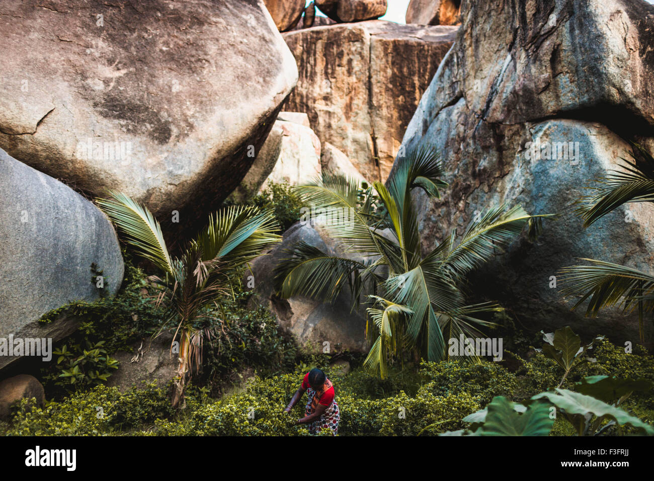 Hampi est un village du nord de l'état du Karnataka en Inde. Ricefield Banque D'Images