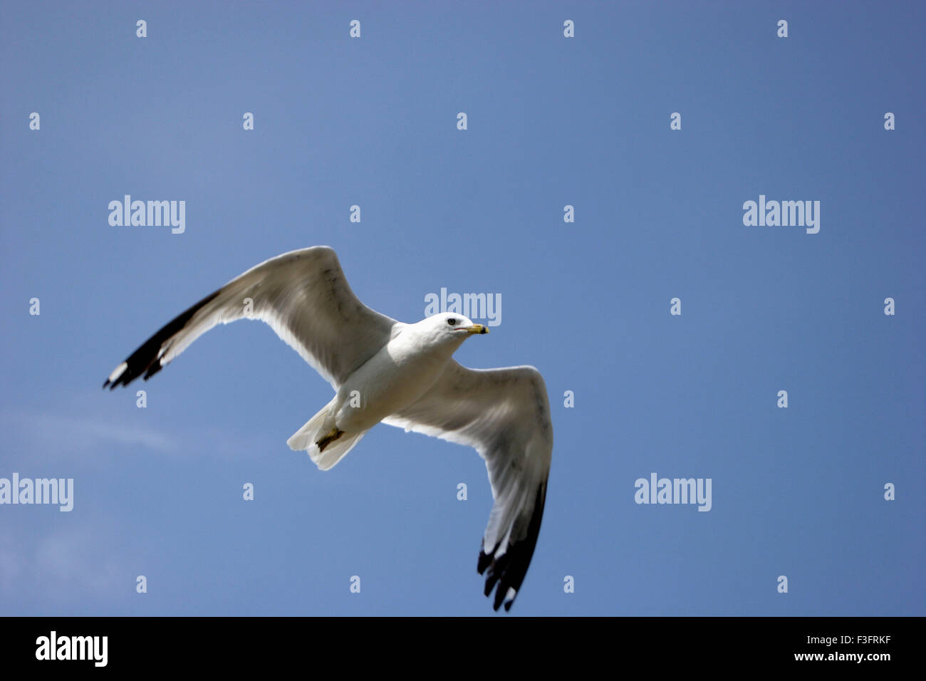 Seagull flying in sky Banque D'Images