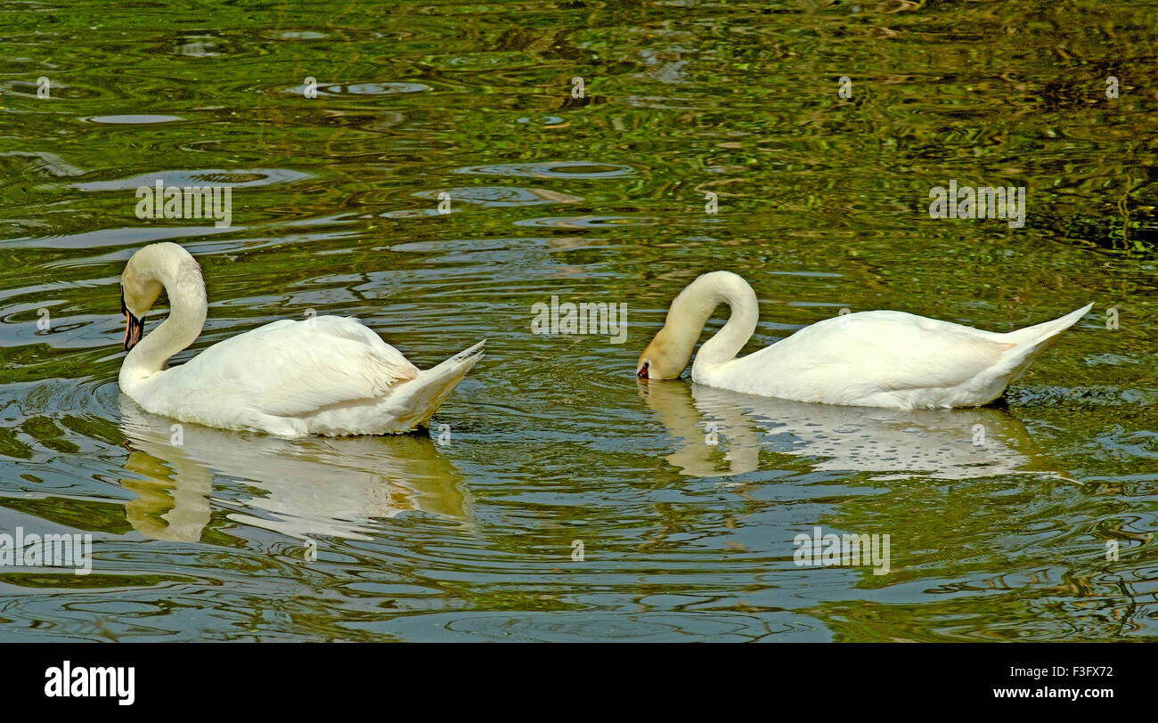 Deux oiseaux Cygne blanc nager dans l'étang Safari World Bangkok ; Thaïlande ; l'Asie du Sud Est Banque D'Images