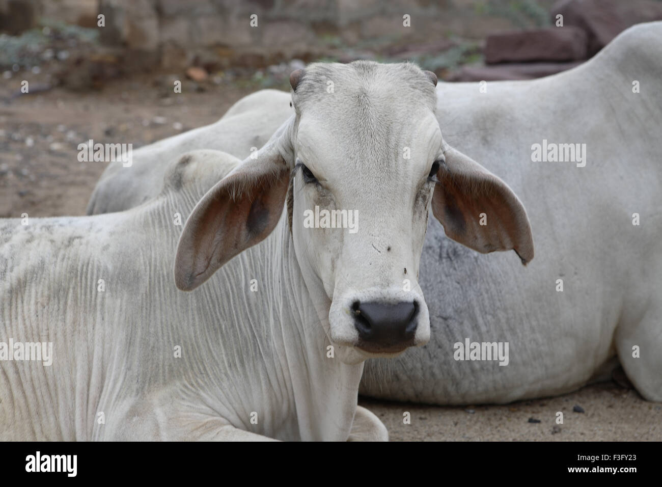 Vaches indiennes ; Bhuj ; Kutch ; Gujarat ; Inde ; Asie Banque D'Images
