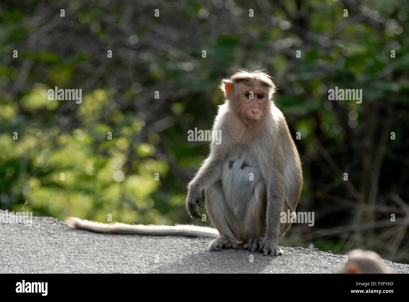 Bonnet monkey route de colline boisée ; Palamuthircholai ; Tamil Nadu Inde ; Banque D'Images