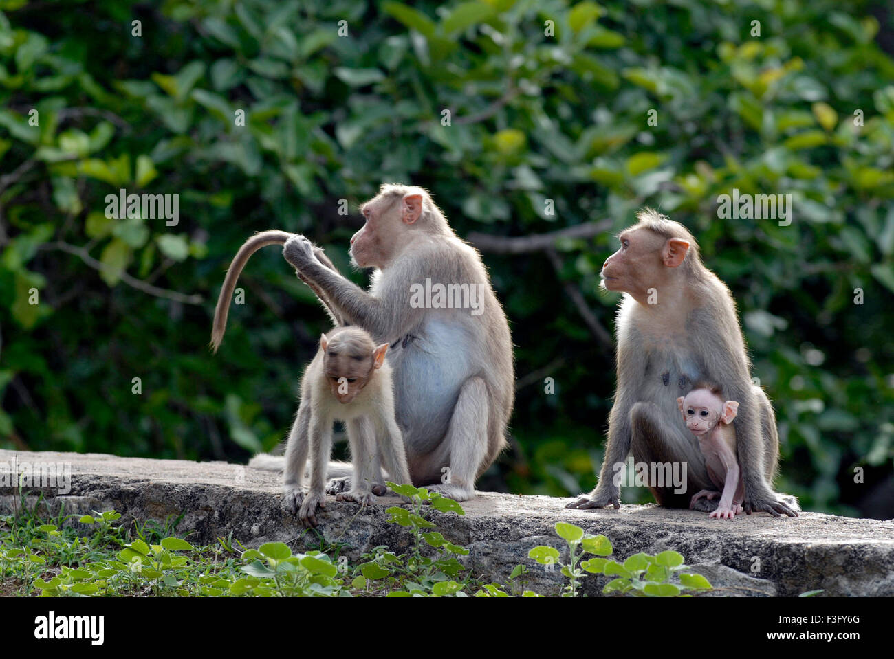 Bonnet monkey famille sur la route de la colline boisée ; Palamuthircholai ; Tamil Nadu Inde ; Banque D'Images