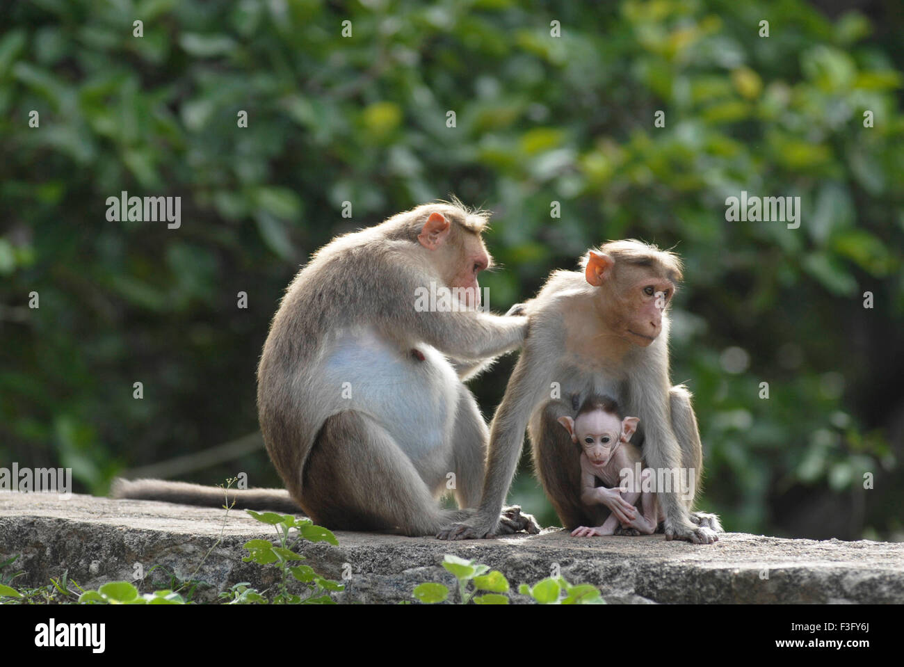 Bonnet monkey famille sur la route de la colline boisée ; Palamuthircholai ; Tamil Nadu Inde ; Banque D'Images