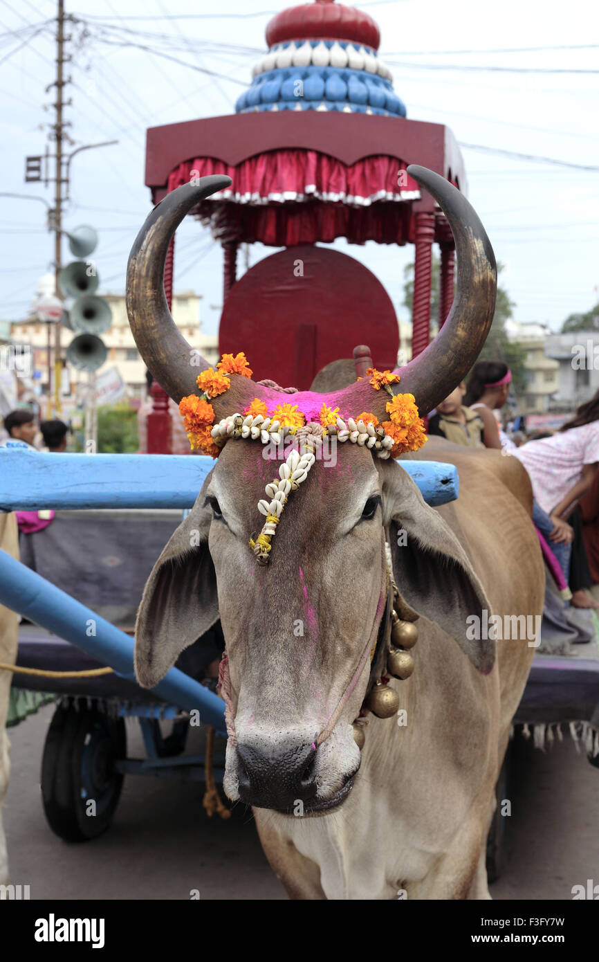 Festival Le Seigneur Krishna Janmashtami Birthday celebration carnival taureau cornes traditionnellement décorées de Jabalpur procession temple Banque D'Images
