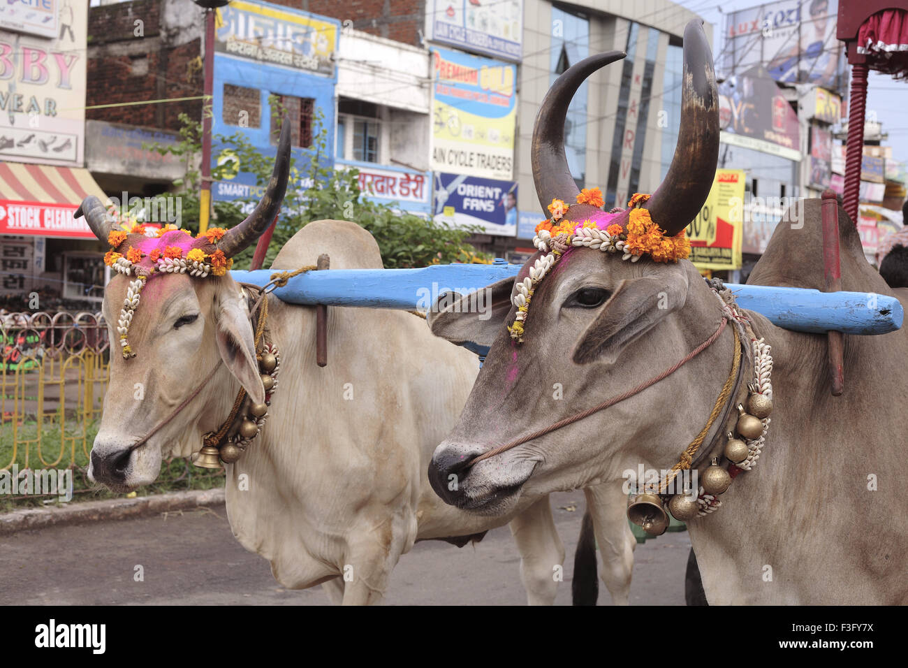 Le Seigneur Krishna Janmashtami l'anniversaire du festival rues carnaval bœufs décorés traditionnellement procession Jabalpur Banque D'Images