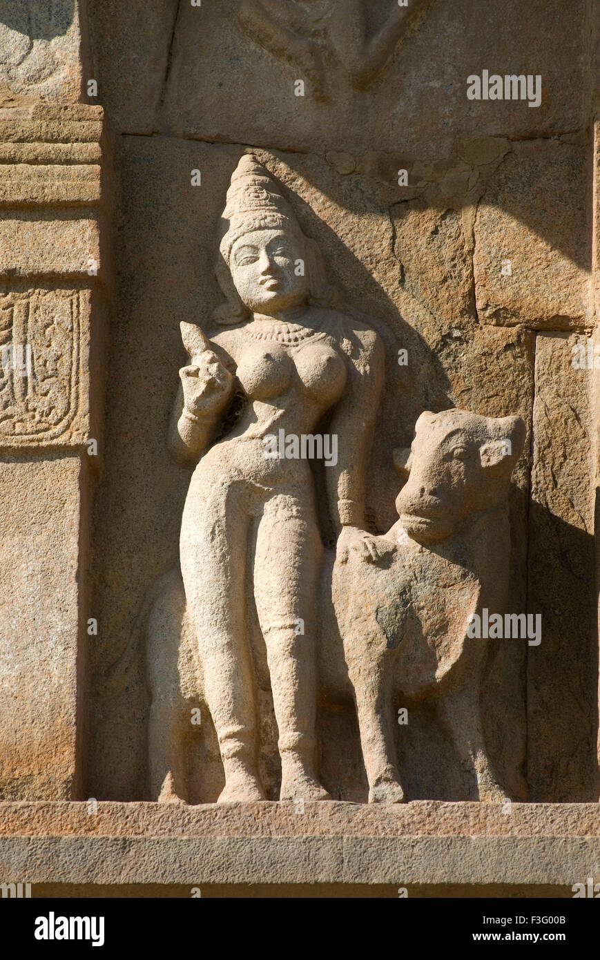 11e siècle statue de Parvati avec rishaba dans Brihadishvara temple ; Gangaikonda Cholapuram Cholas Shiva temple Tamil Nadu Banque D'Images