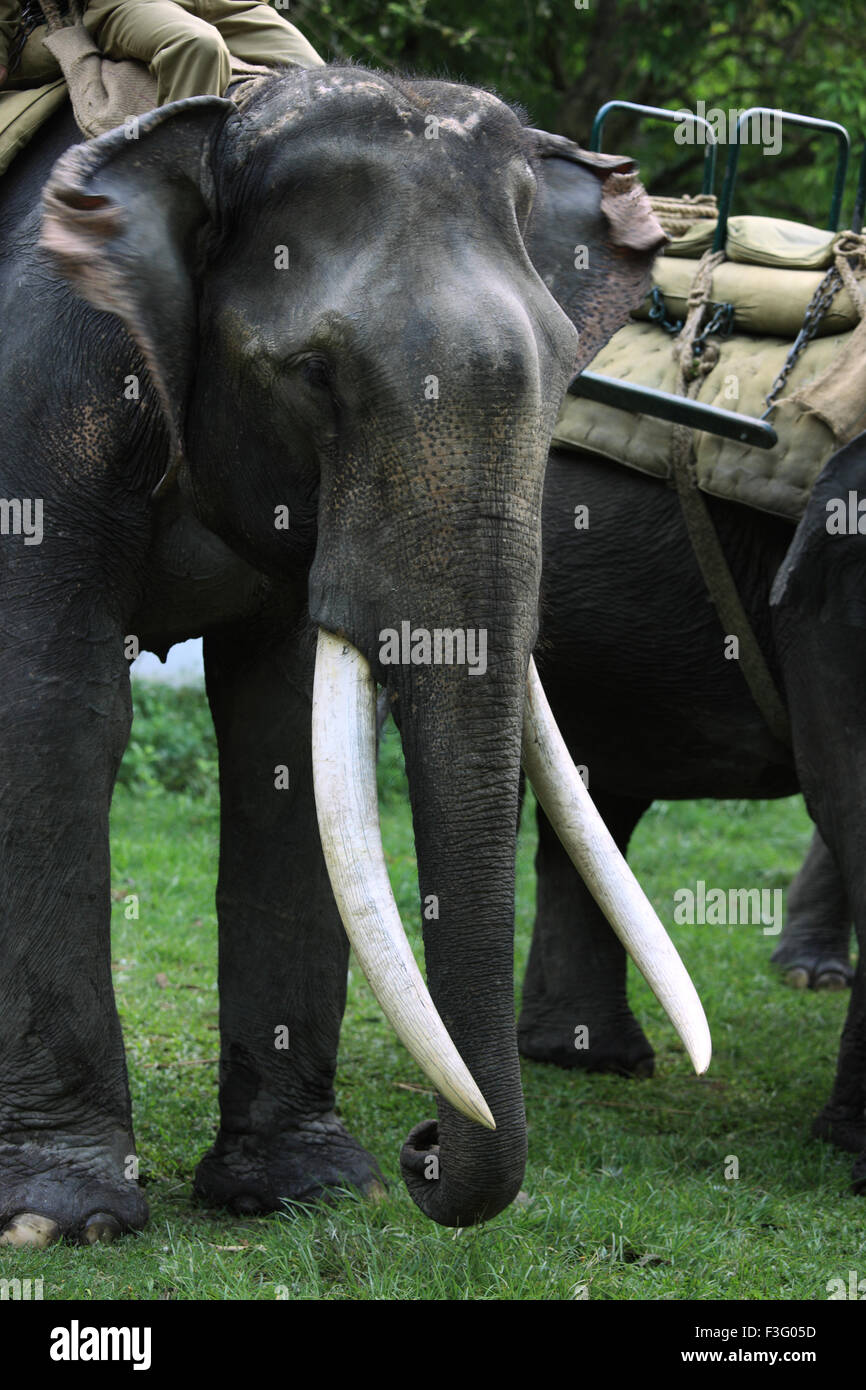 L'éléphant d'Asie (Elephas maximus ) avec de longues défenses en ivoire de parc national de Kaziranga Assam ; Inde ; Banque D'Images
