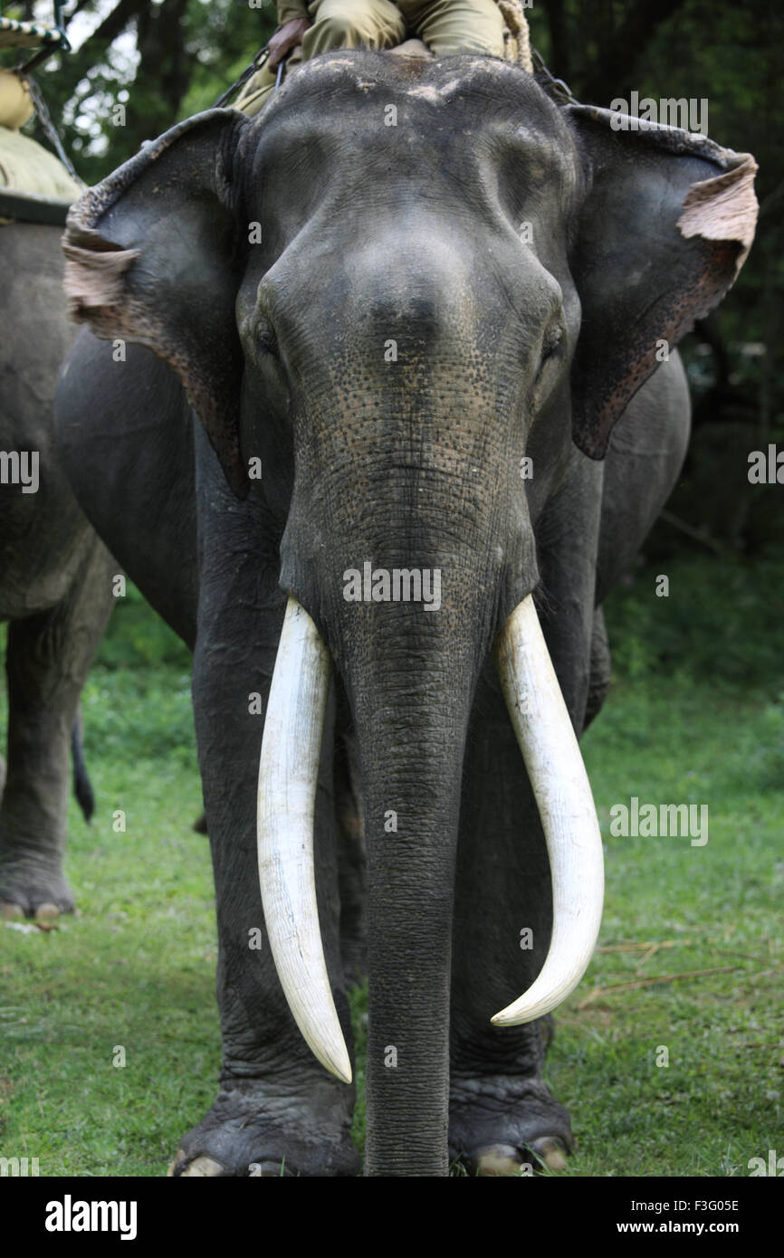 L'éléphant d'Asie (Elephas maximus ) avec de longues défenses en ivoire de parc national de Kaziranga Assam ; Inde ; Banque D'Images