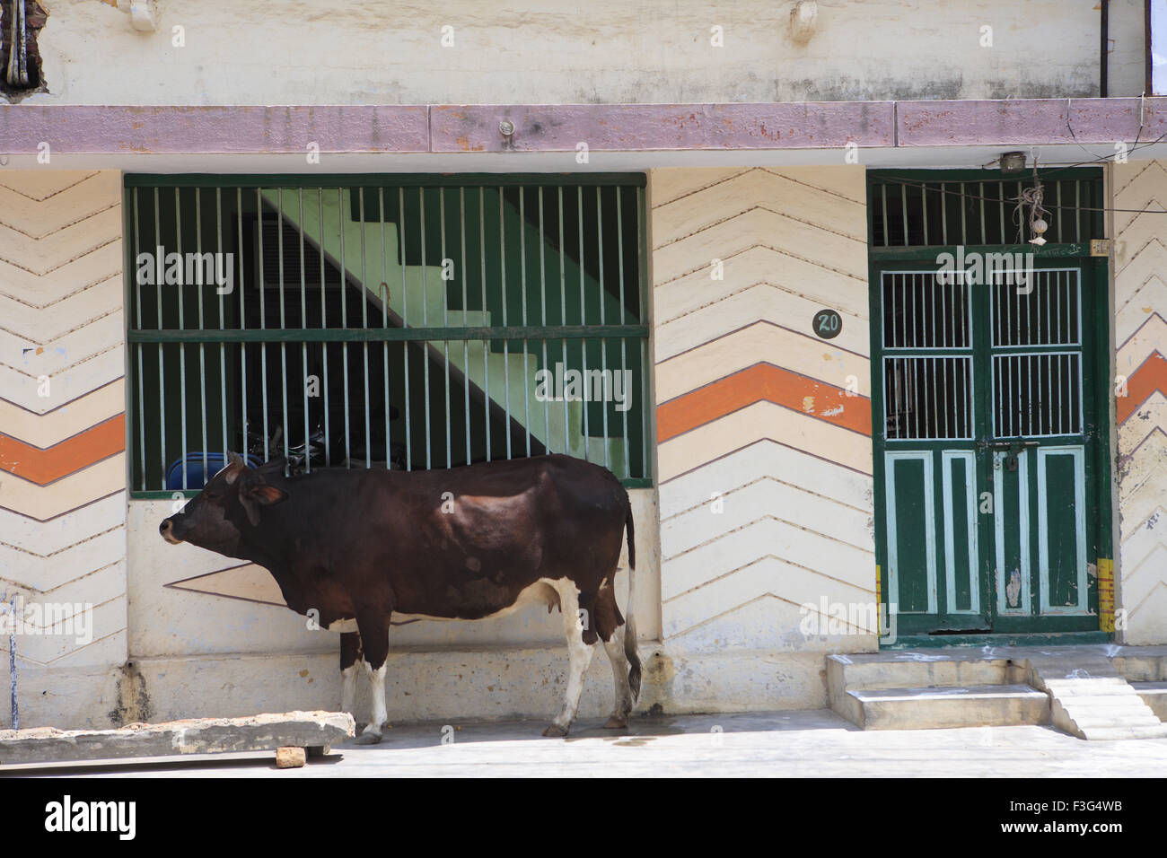 Vache devant la maison, Kanchipuram, Kanchi, Kancheepuram, Tamil Nadu, Inde, Asie Banque D'Images