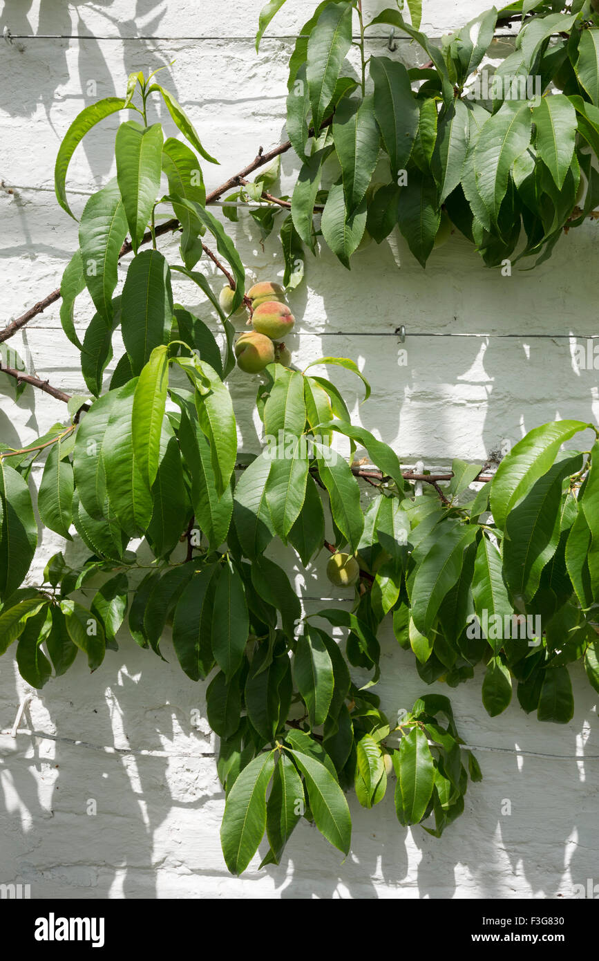 Peach Tree la fructification contre un mur blanc dans une serre. Banque D'Images