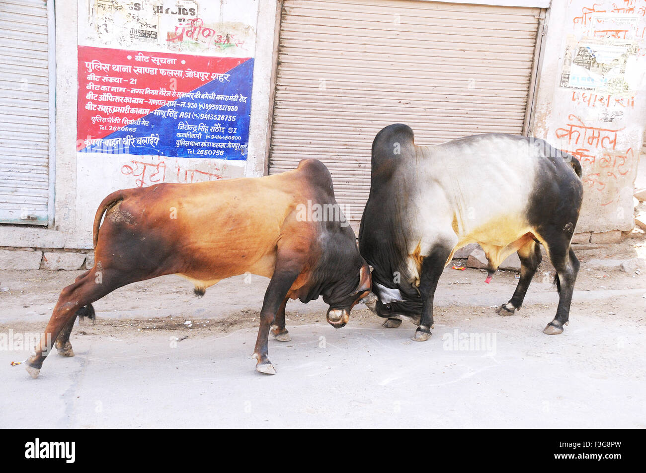 Combats de taureaux sur route ; Jodhpur Rajasthan ; Inde ; Banque D'Images
