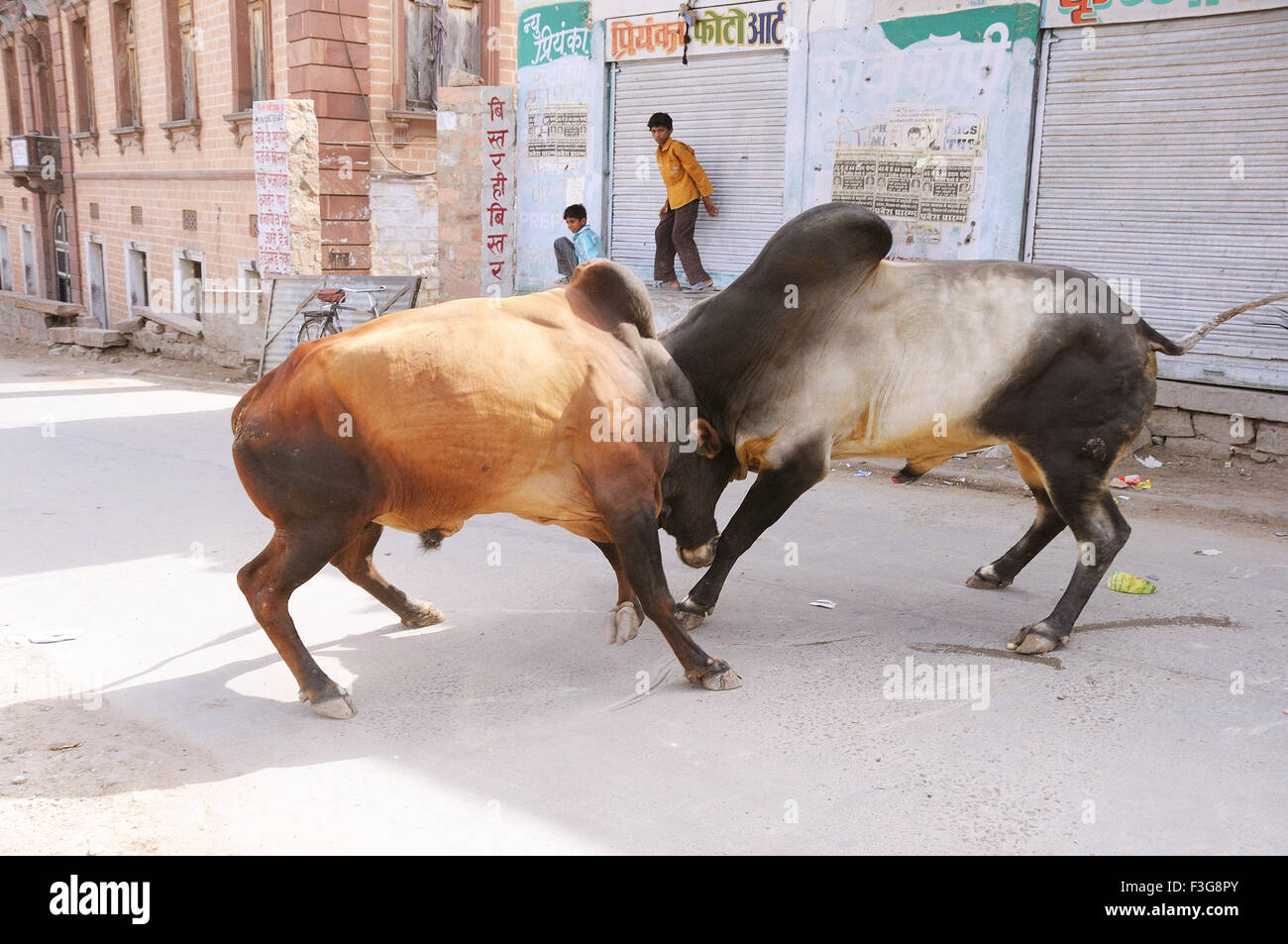 Combats de taureaux sur route ; Jodhpur Rajasthan ; Inde ; Banque D'Images