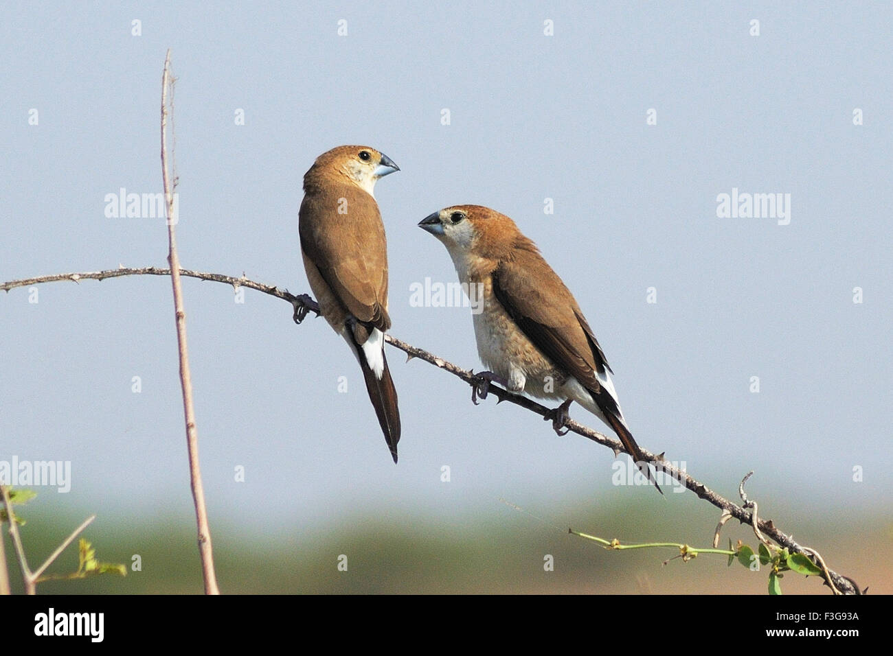 Gorge blanche ; oiseaux paire de munia Lonchura malabarica ; Jodhpur Rajasthan ; Inde ; Banque D'Images