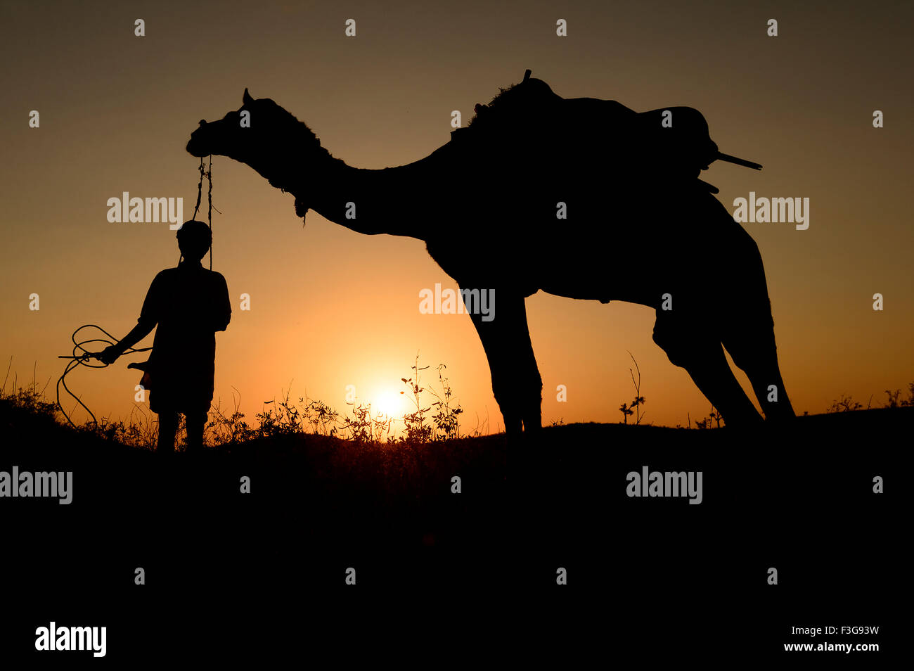 Silhouette de déborder le passage de Trader les dunes de sable au coucher du soleil au coucher du soleil, Pushkar, Inde. Banque D'Images