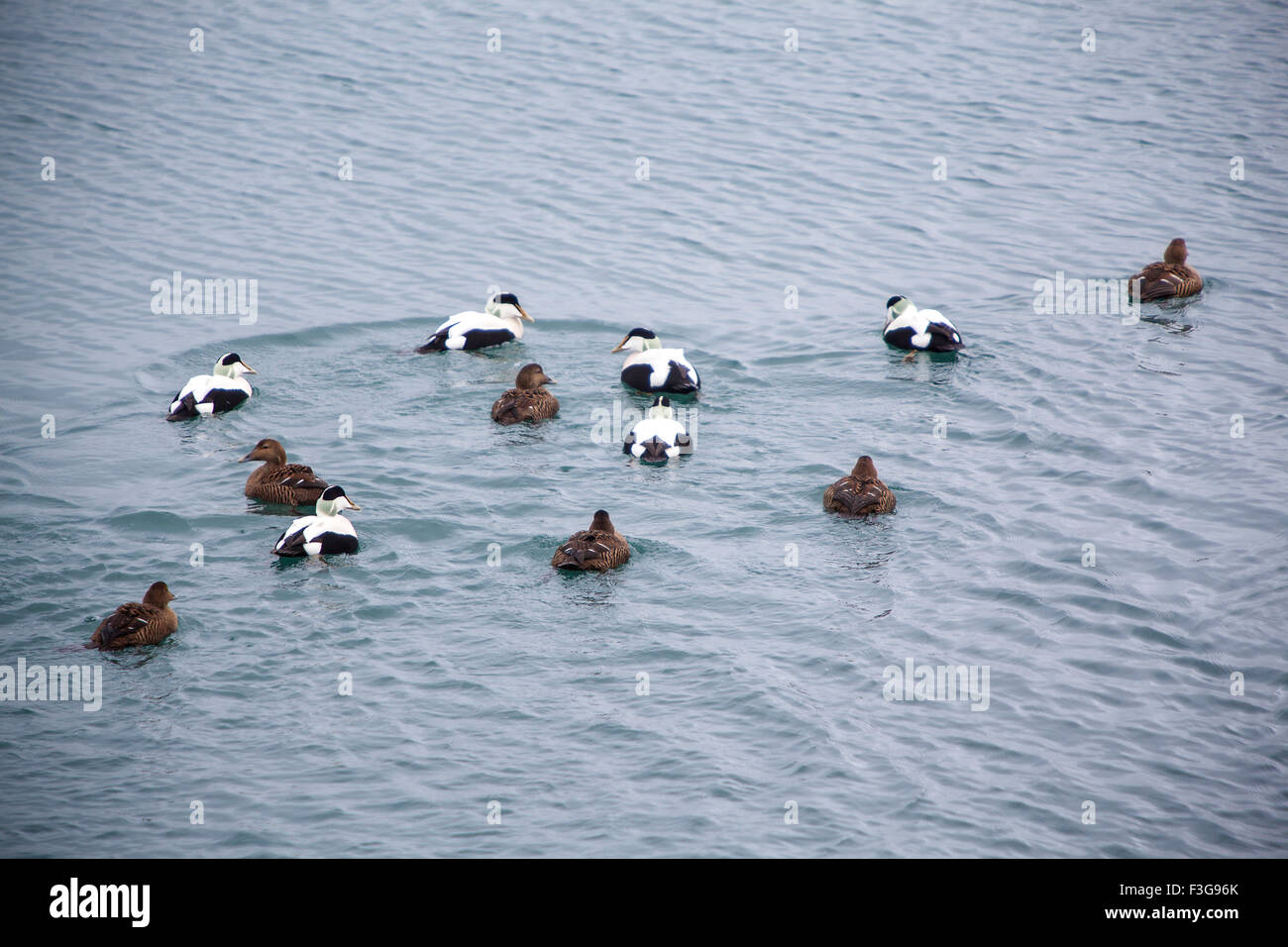 Différentes couleurs de canards nageant sur un lac Banque D'Images