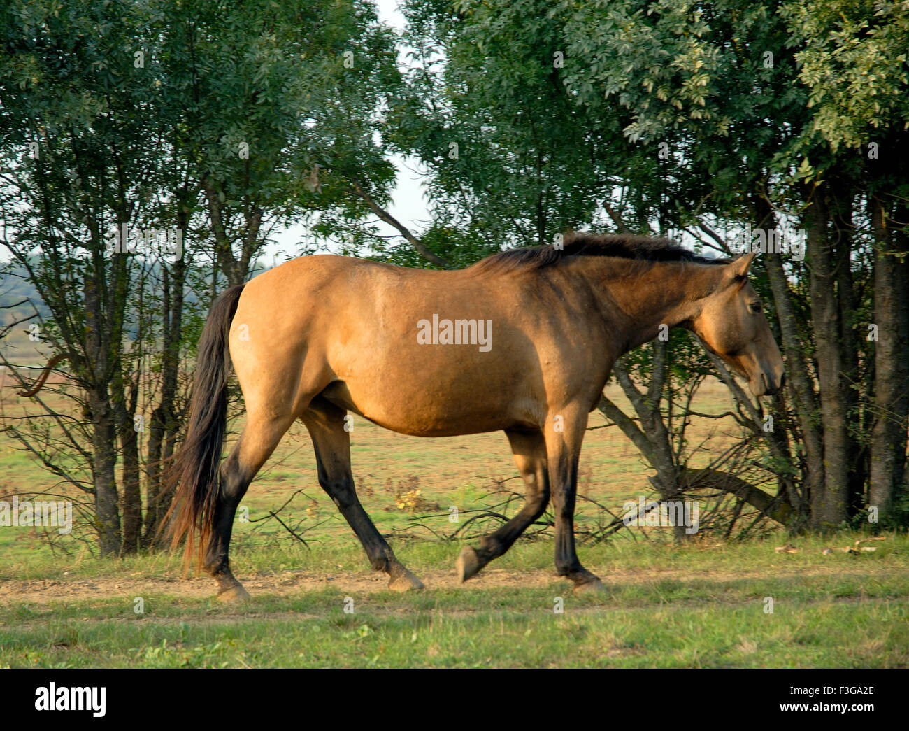 Profil du cheval ; France ; Français ; Europe ; européen Banque D'Images