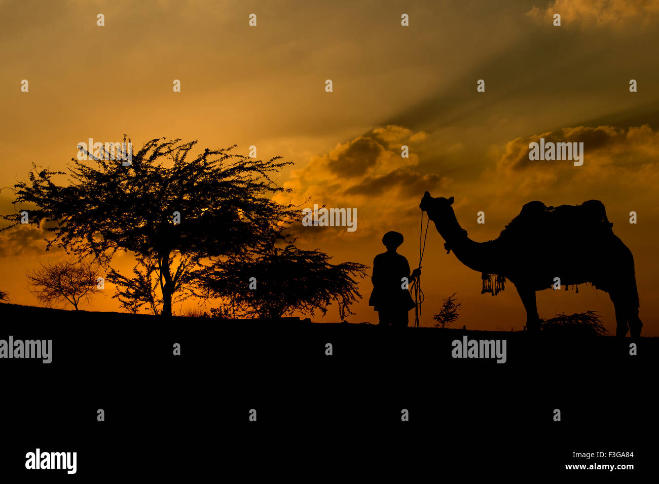 Silhouette de déborder le passage de Trader les dunes de sable au coucher du soleil au camp de base de chameau chameau de Pushkar juste, au cours de l'Inde. Banque D'Images