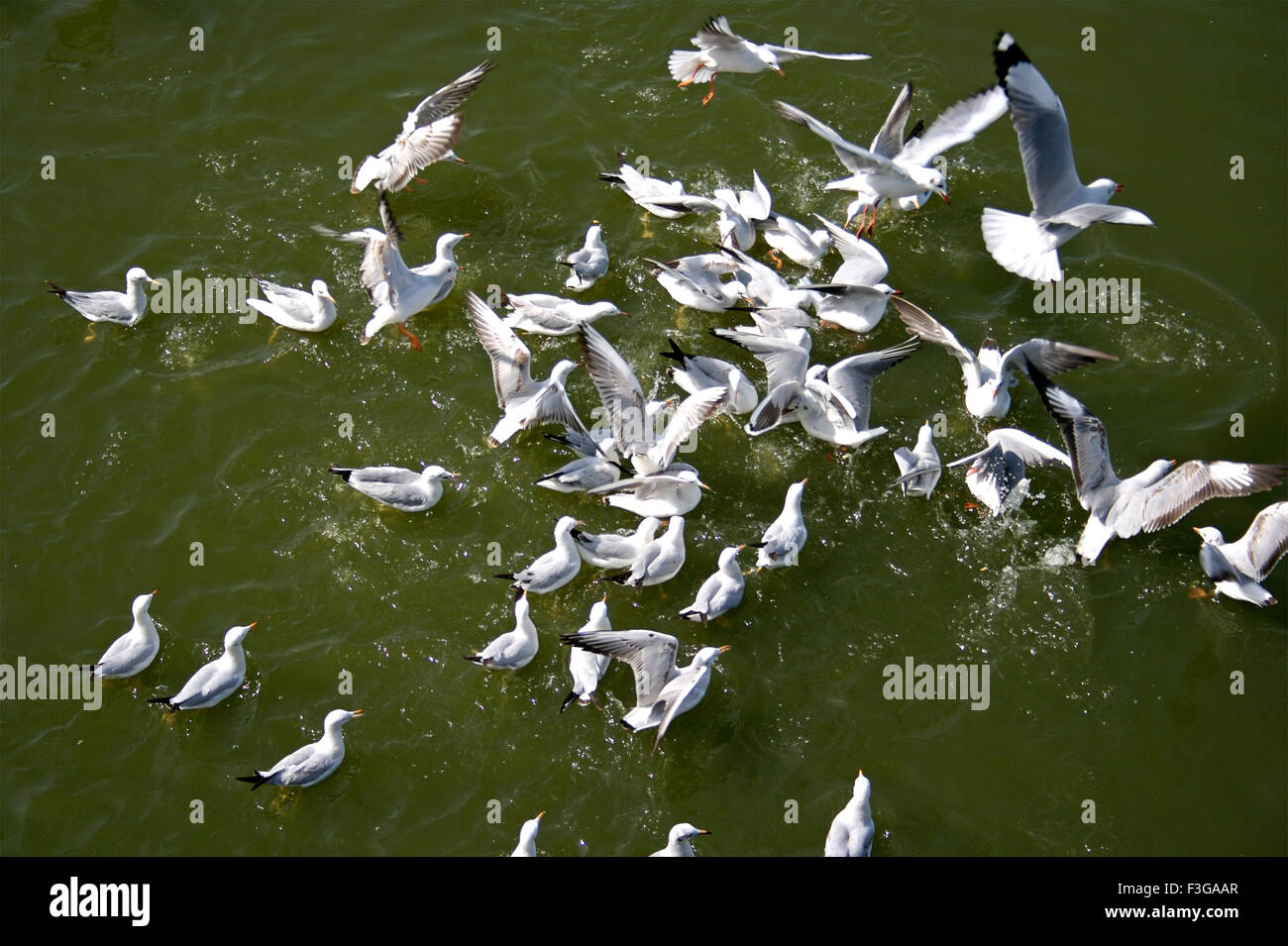 À l'étang des mouettes Lakhota ; ; ; Gujarat India Jamnagar Banque D'Images