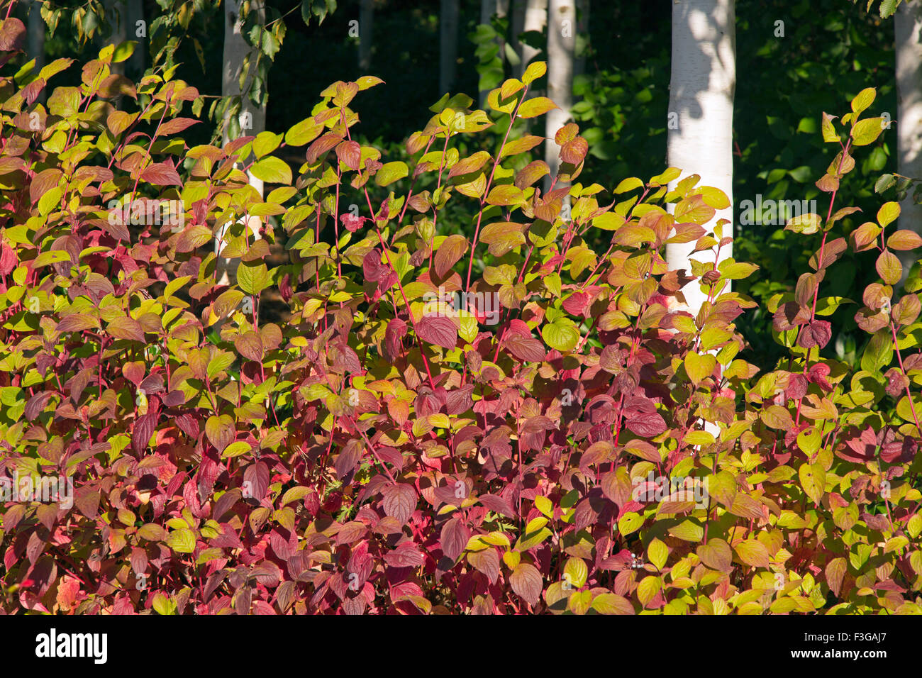 Himalayan Bouleaux Betula utilis jacquemontii var et tig Rouge Cardinal Cornouiller Cornus sericea à la mi-octobre Banque D'Images