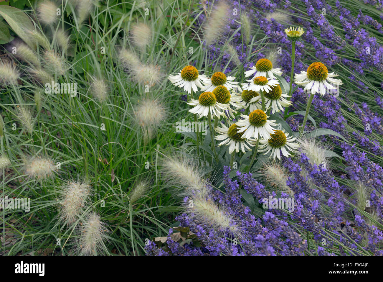 Echinacea 'Crazy White' et 'Hidcote frontière Lavande variété" Banque D'Images