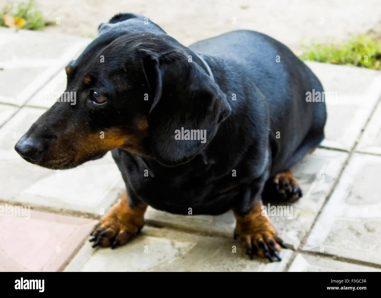 Teckel Chien Noir Gros Plan Saucisses Museler Personne