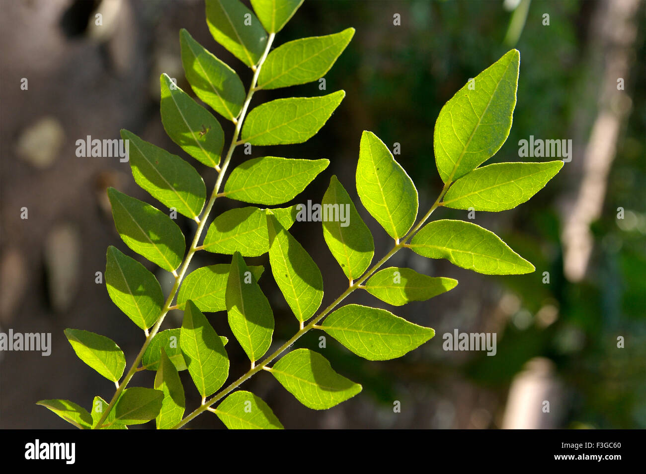 Vert ; plantes médicinales ; neem Melia Azadirachta Lin Banque D'Images
