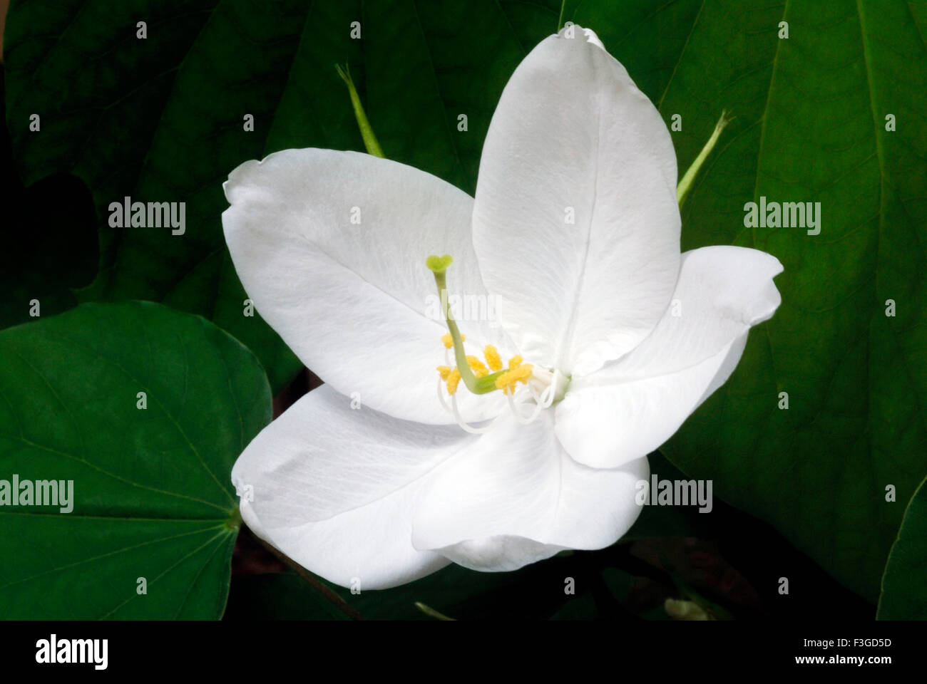 Mandaram Malayalam Bauhinia sp ; Leguminocea ; famille ; Trivandrum Kerala Inde ; Banque D'Images