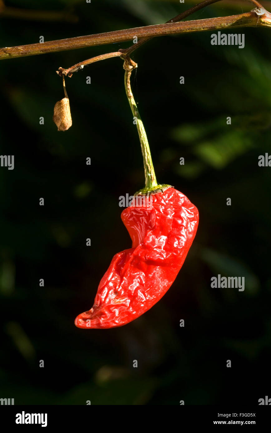 Red chili piment séché sur plant Banque D'Images