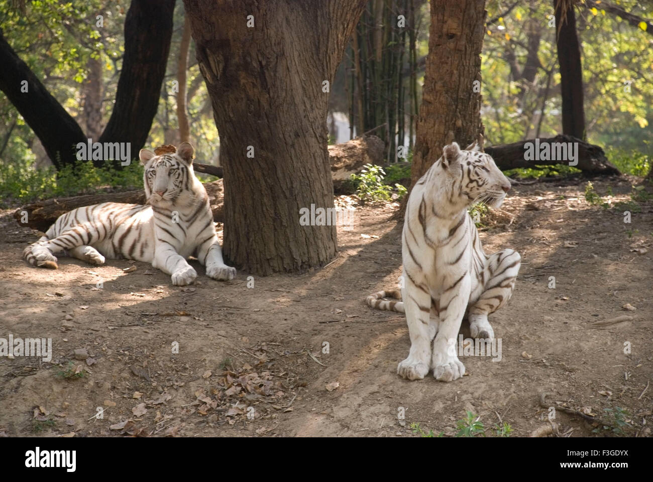 Tigre blanc, tigre blanchi, animal, pigmentation leuciste, tigres du Bengale, Inde, Asie Banque D'Images