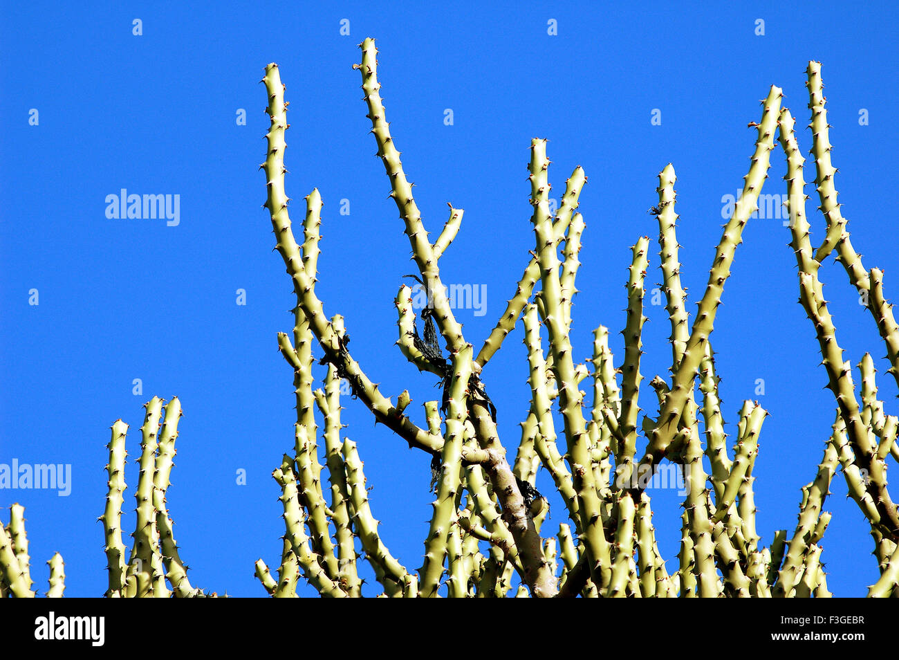 Cactus against blue sky Banque D'Images