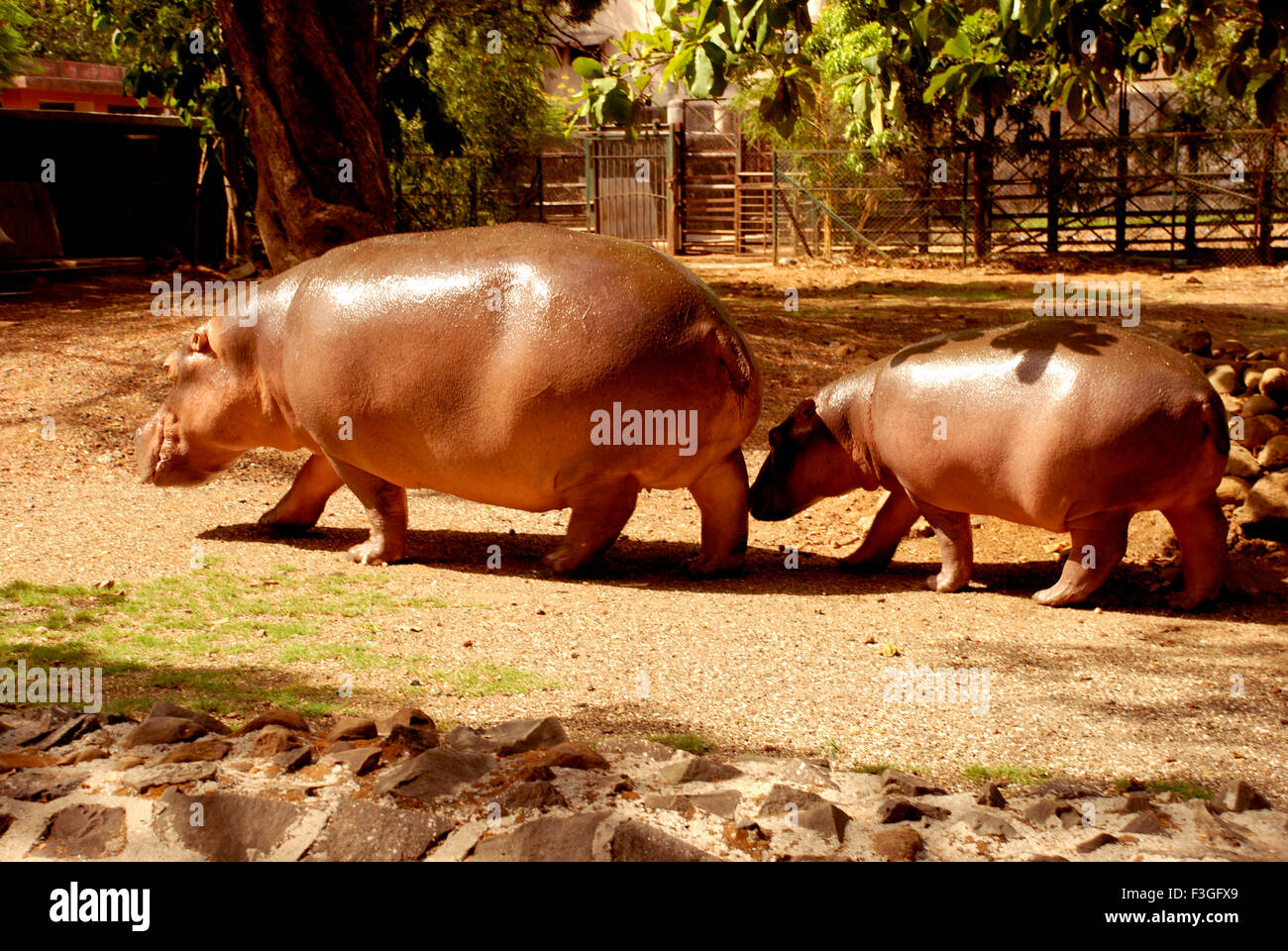 Hippopotamus ; Byculla Bombay Mumbai Maharashtra ; ; ; Inde ; Asie Banque D'Images