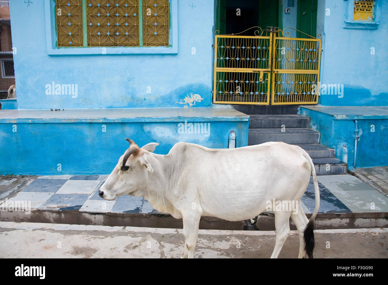 Cow standing in front of blue color house Village Delwara ; ; ; ; Inde Rajasthan Udaipur Banque D'Images