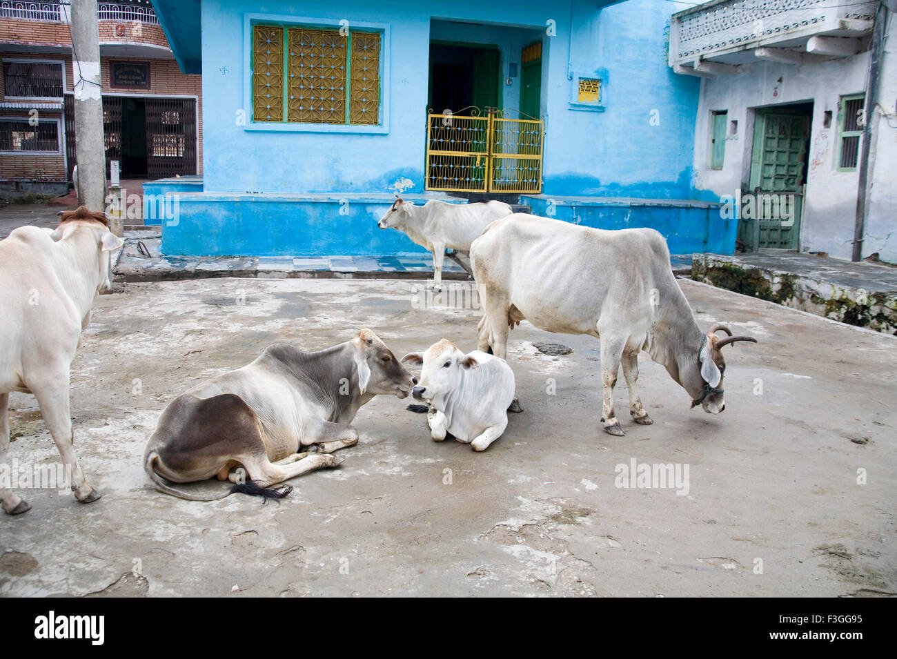 Vaches se reposant à l'avant de couleur bleu Village Delwara maisons ; ; ; ; Inde Rajasthan Udaipur Banque D'Images