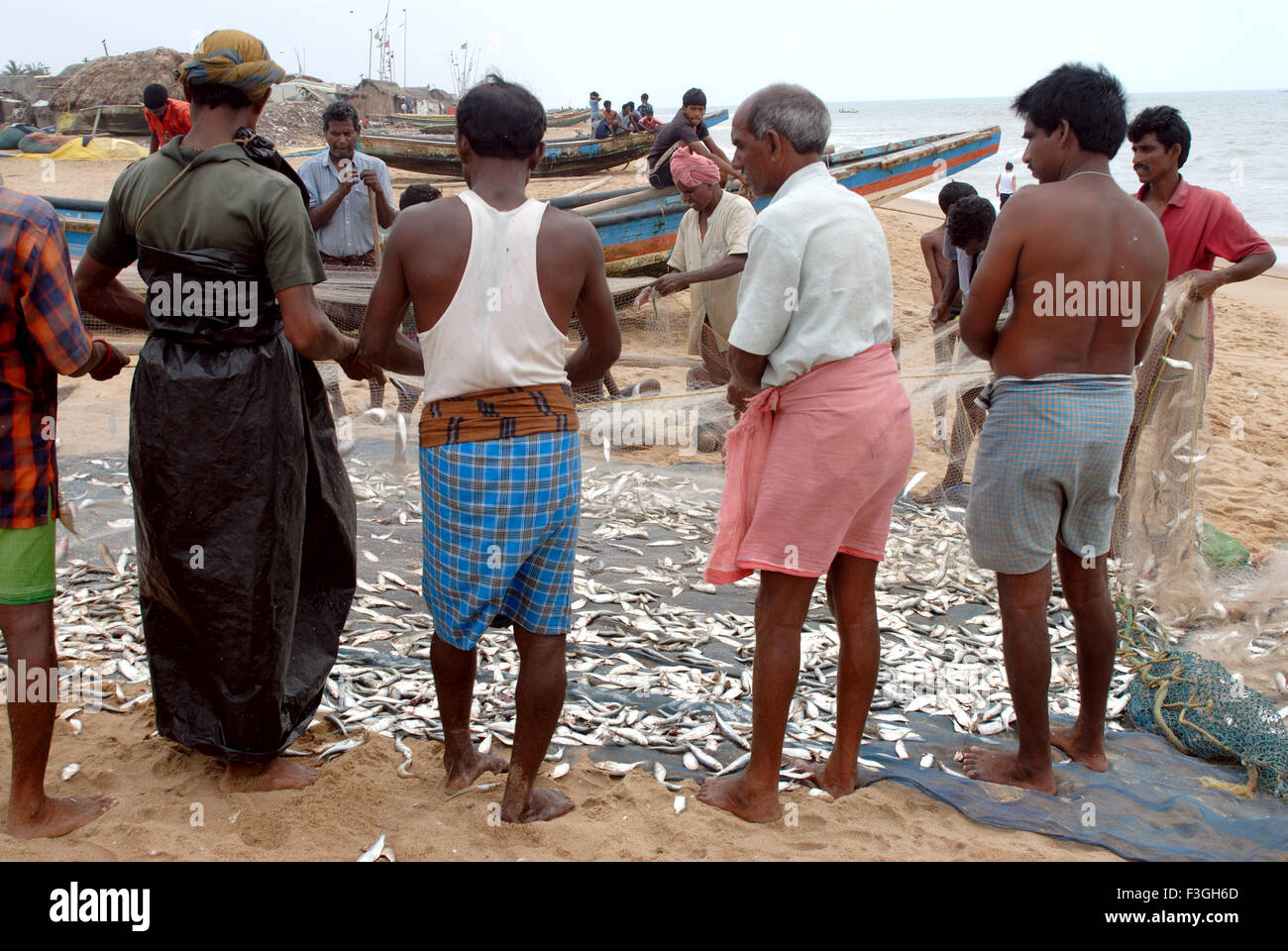 Les pêcheurs ; les gens sont occupés avec la routine quotidienne ; travail ; poissons tri Bhubaneswar Orissa ; Inde ; Banque D'Images