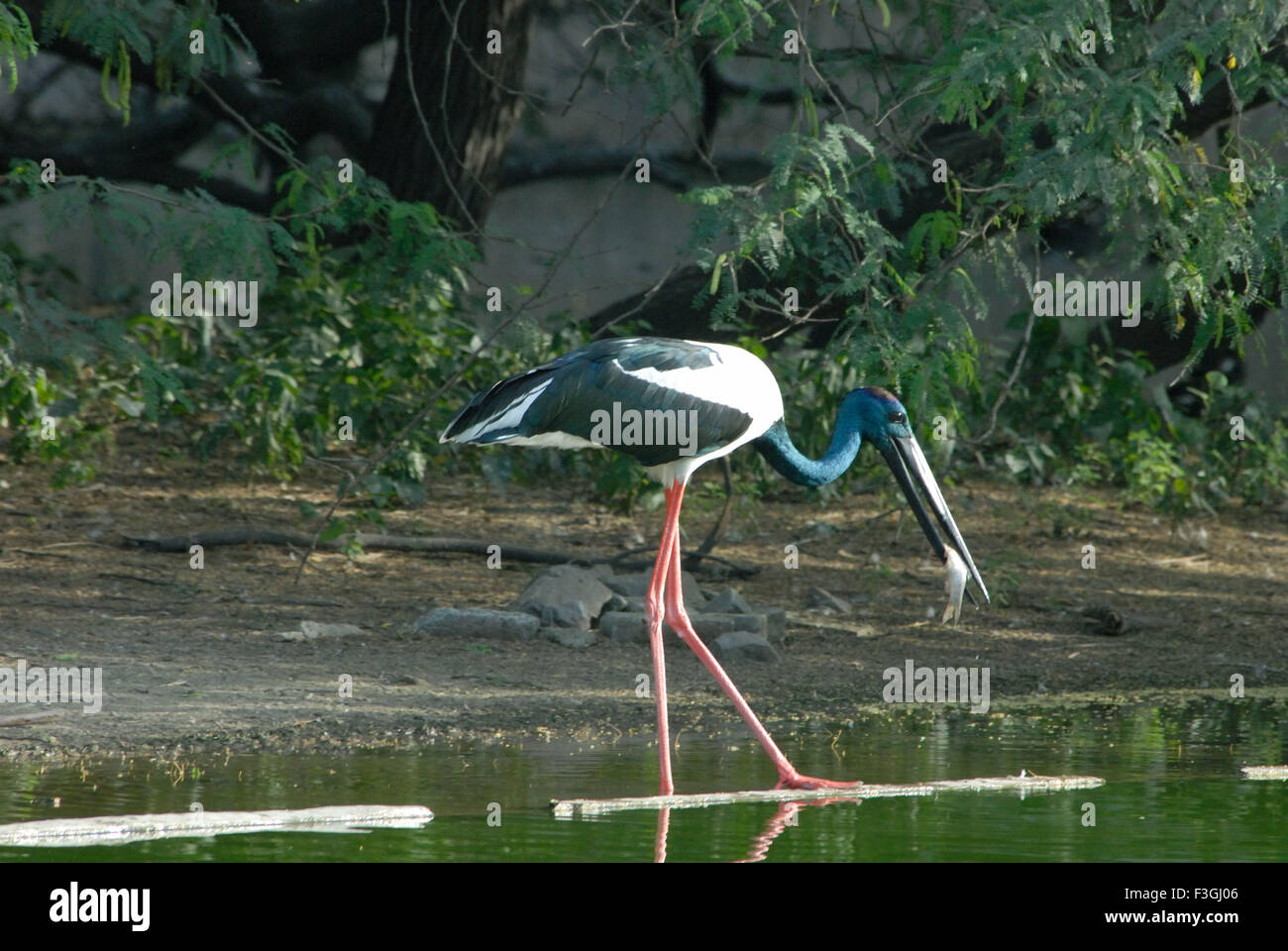 Cigogne à cou noir nourrir les oiseaux poisson ; Delhi Delhi ; Inde ; zoo Banque D'Images